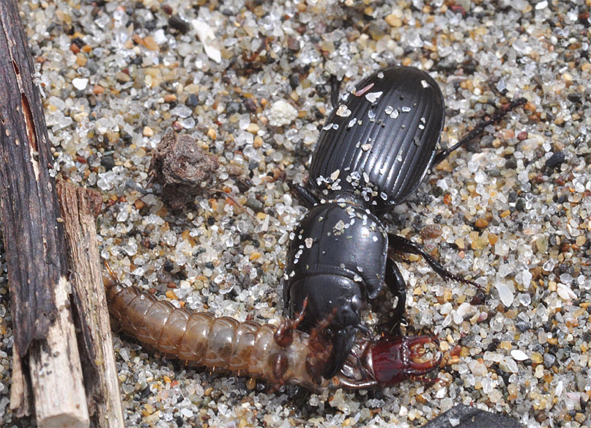 ヒョウタンゴミムシ (千葉県富津市): 道草ネイチャーウォッチング ヒョウタンゴミムシ (千葉県富津市): 道草ネイチャーウォッチング