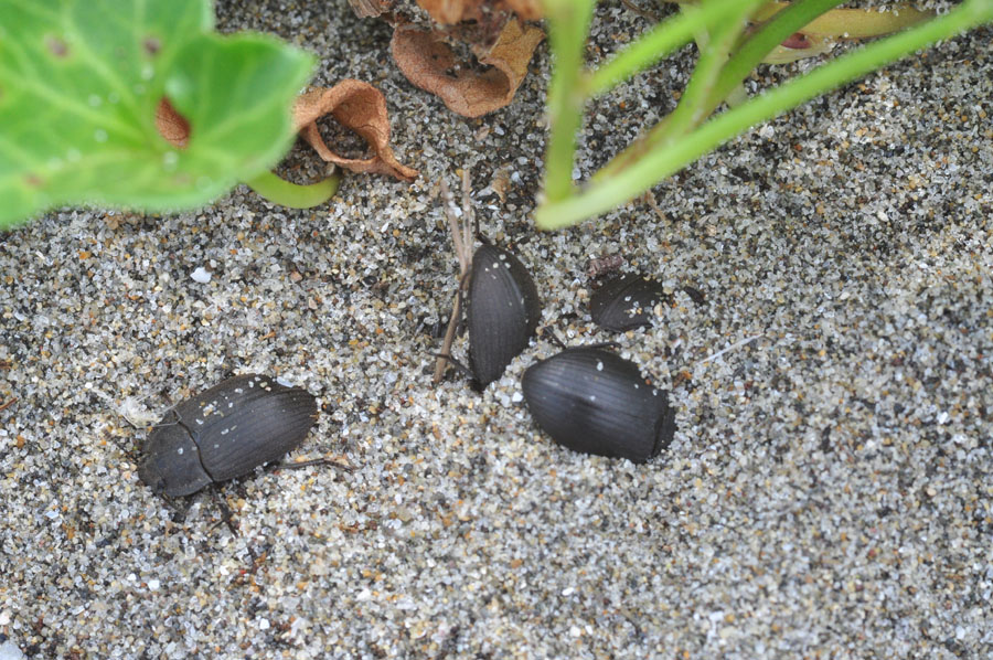 ヒョウタンゴミムシ (千葉県富津市): 道草ネイチャーウォッチング ヒョウタンゴミムシ (千葉県富津市): 道草ネイチャーウォッチング